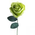 rose-verte.jpg